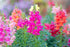 Antirrhinum flower seeds